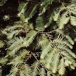 Metasequoia glyptostroboides List