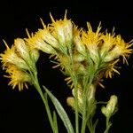 Euthamia occidentalis Flor