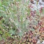 Plantago sempervirens Habit