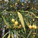 Solanum aviculare Levél