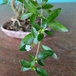 Serissa japonicaपत्ता