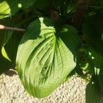 Hosta plantaginea برگ