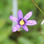 Sisyrinchium montanum Blomst