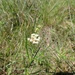 Asclepias linearis Hábito