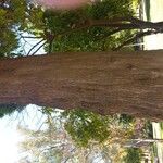 Podocarpus neriifolius Bark