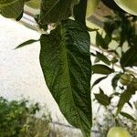 Solanum muricatum Folha