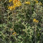 Phlomis lanata 花