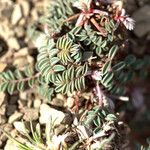 Astragalus depressus Blatt