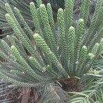 Araucaria scopulorum 葉