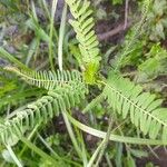 Phyllanthus niruri Leaf