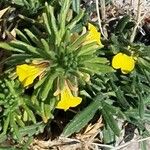 Ajuga chamaepitys Blomst