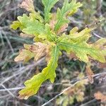 Quercus robur Blad