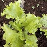 Lactuca sativa Folha