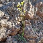 Biscutella lima Habit