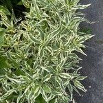 Euphorbia marginata برگ