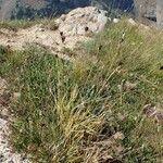 Carex parviflora Vekstform