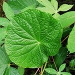 Piper umbellatum Leaf