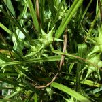 Carex grayi Blatt