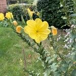 Oenothera stricta 花