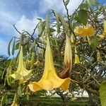 Brugmansia aureaKwiat