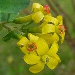 Ribes aureum Blomma