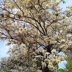 Tabebuia roseoalba Habitus