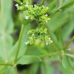 Valeriana dentata फल