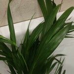 Howea forsteriana Hoja