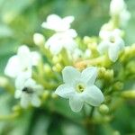 Jasminum didymum Flower