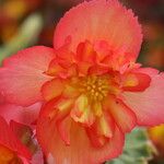 Begonia sutherlandii Flower