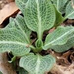 Goodyera pubescens Blatt