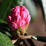 Rhododendron fulvum Flor