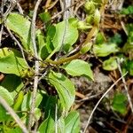 Orthilia secunda Fleur