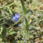 Salvia occidentalis Цветок