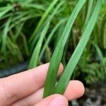 Carex crinita Hostoa