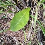 Gerbera piloselloides Leaf