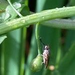 Calepina irregularis Fruit