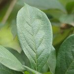 Cordia caffra Leaf