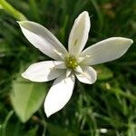 Ornithogalum divergensKvet