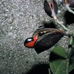 Ormosia costulata Tunda