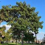 Pterospermum acerifolium Plante entière