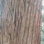 Cryptomeria japonica Bark