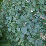 Cotoneaster acutifolius Yaprak