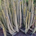 Euphorbia canariensis Plante entière