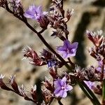 Limonium companyonis Fula