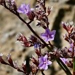 Limonium companyonis