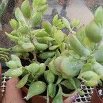 Cotyledon pendens Yaprak