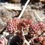 Sedum goldmanii Hoja