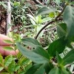 Manettia luteorubra Corteza