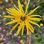 Hymenonema laconicum Flor